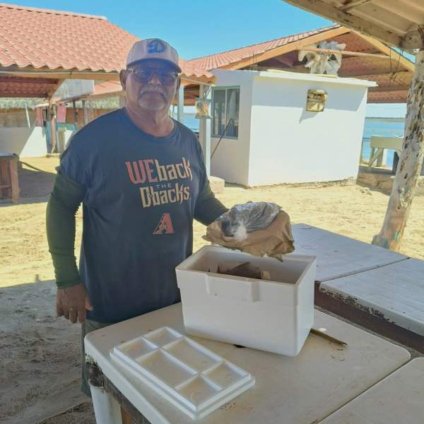 Impulsan el desarrollo acuícola con entrega de semillas de ostión en Bahía de Kino